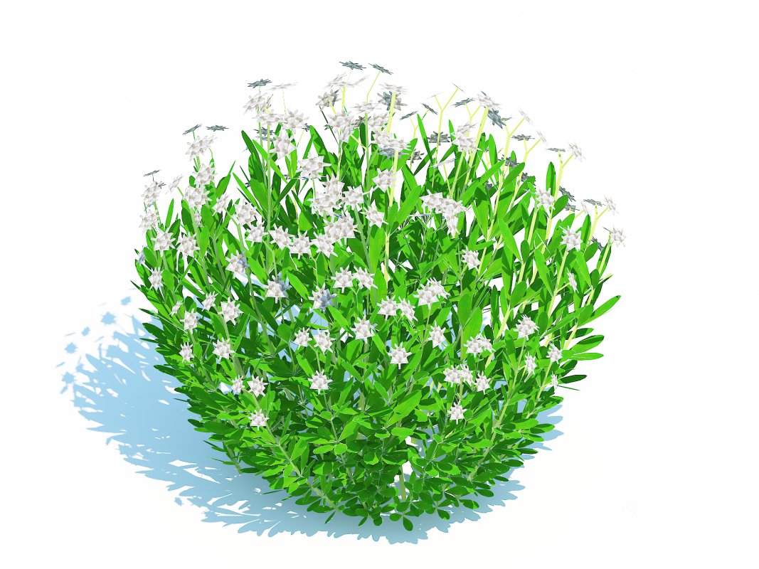Galium Sweet Woodruff Image 5