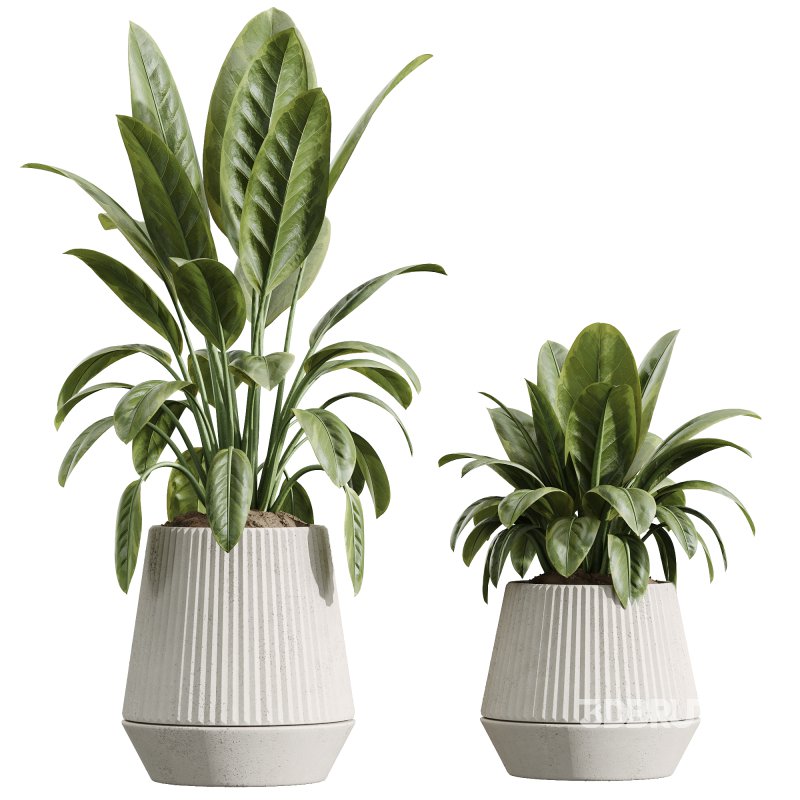 AV Indoor Plants Set 225 Eucalyptus Bouquet and Areca Palm and Ficus Elastica and Zamiifolia Image 1