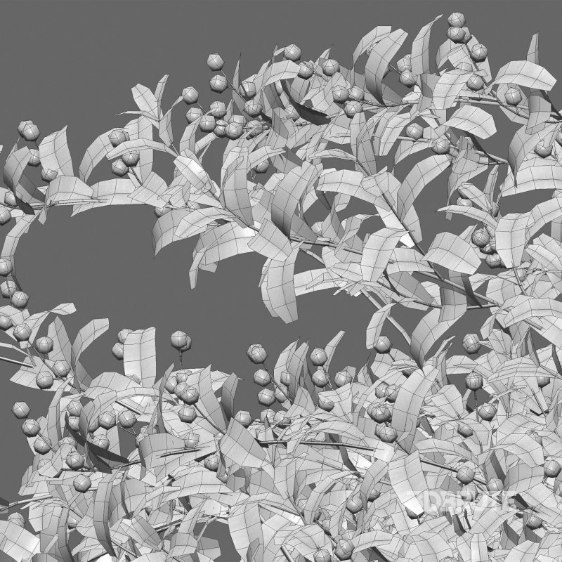 Ilex verticillata – Winterberry 01 Image 6