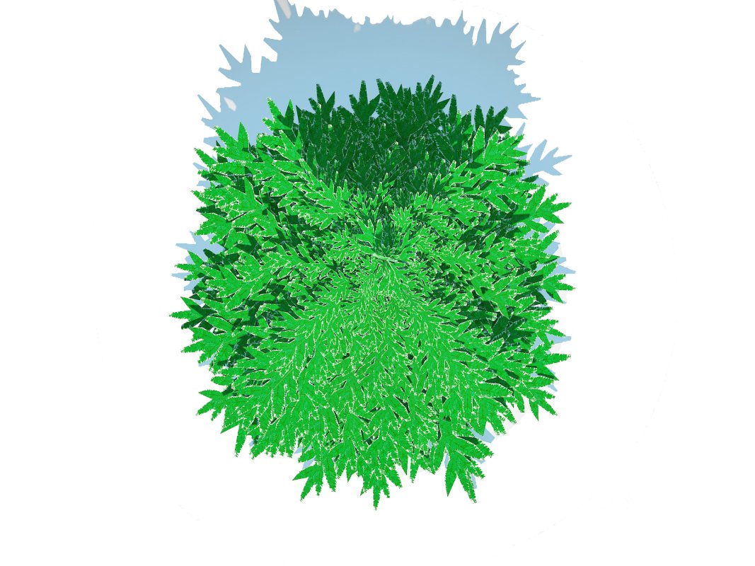 Abies Concolor – Silver Fir – Small Image 4