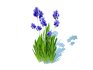 Iris germanica – Blue Bearded Iris - Thumbnail 3