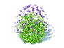 Geramium – blue cranesbill - Thumbnail 1