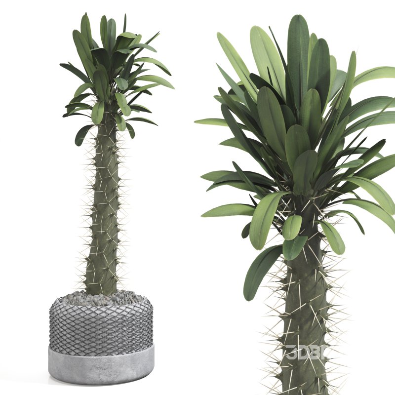 Cactus in a modern pot Image 5