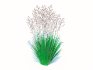 Festuca – Blue fescue - Thumbnail 1