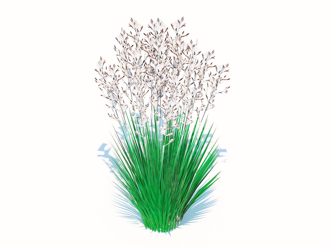 Festuca – Blue fescue Image 1