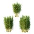 Bamboo Bambusoideae Bush 02 - Thumbnail 1