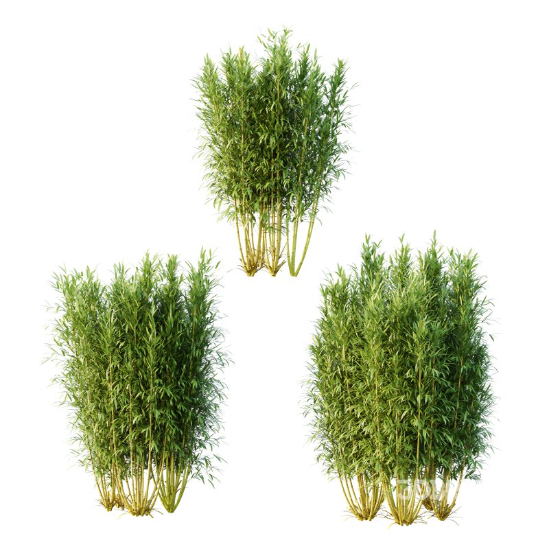 Bamboo Bambusoideae Bush 02 Image 1