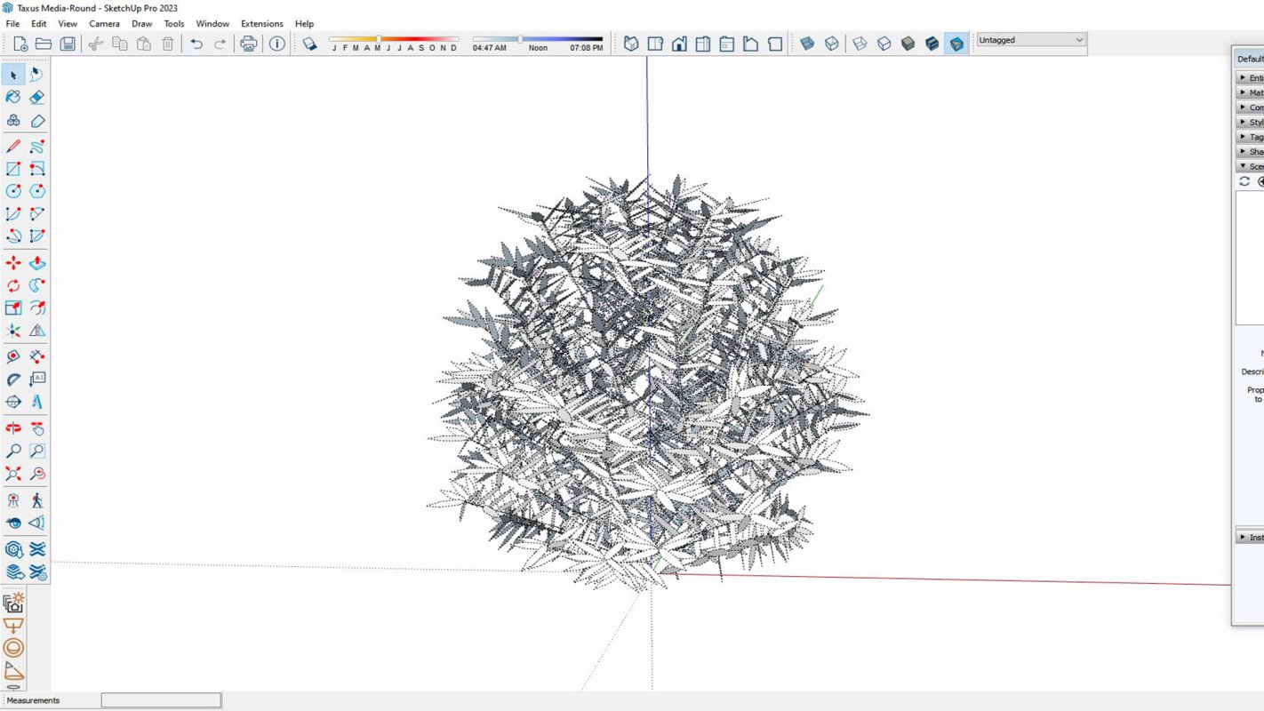 Taxus Media-Round Image 7