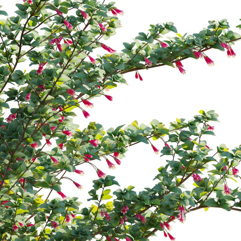 Correa reflexa – Native Fuchsia – Grevillea wilsonii 02 Image 5
