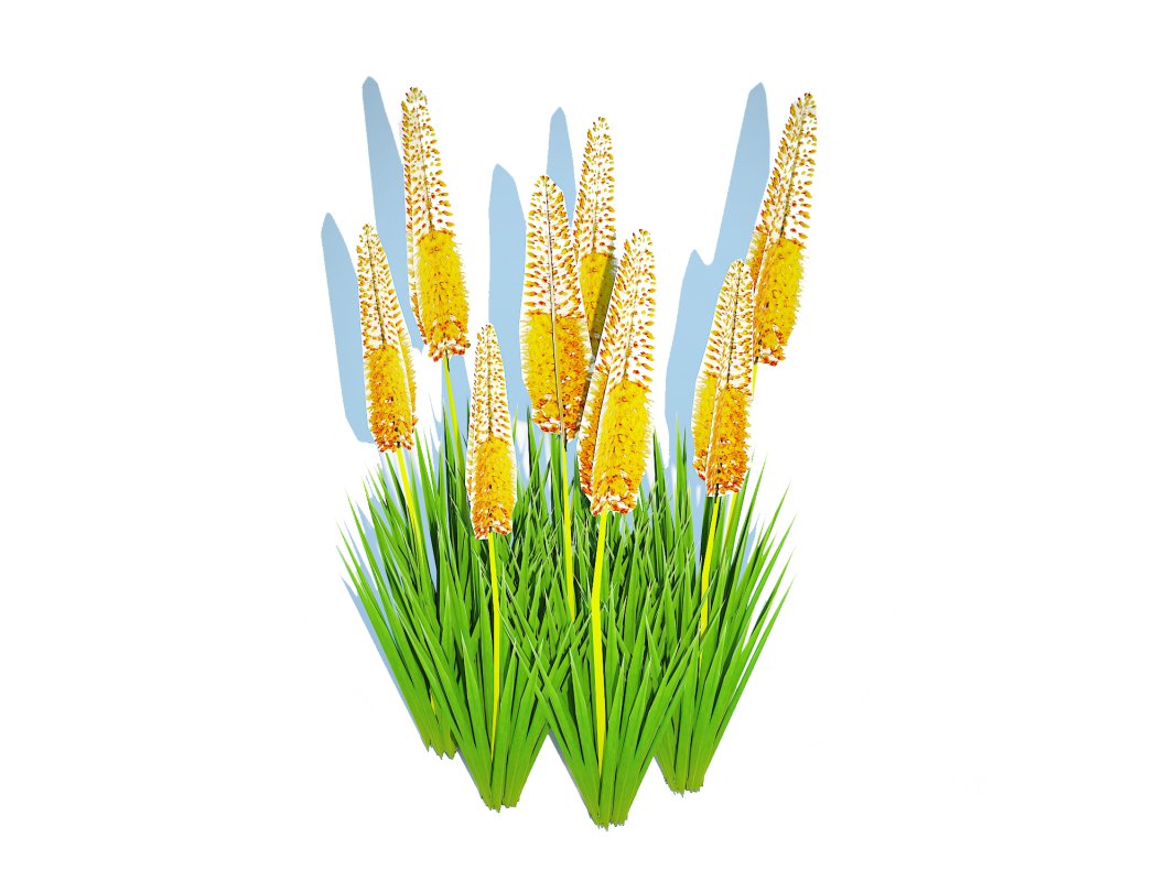 Eremurus – Foxtail Lily_Yellow Image 2