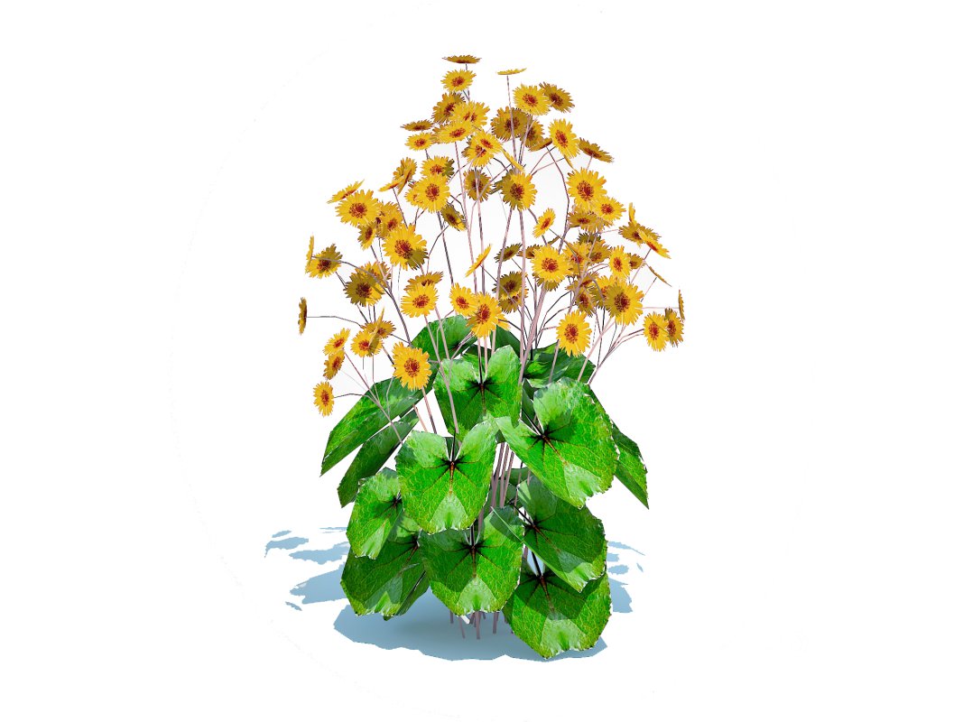 Ligularia Britt Marie Crawford – Ligularia Image 3