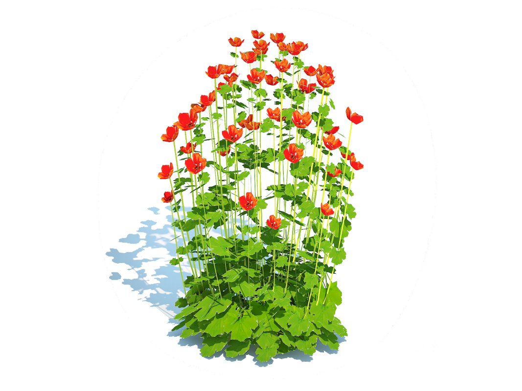 Geum – Sunkist Lime Image 3