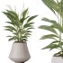 AV Indoor Plant Set 215 Mission Olive Spathiphyllum Lily Domino Alocasia Jardin Brisbanensis - Thumbnail 4