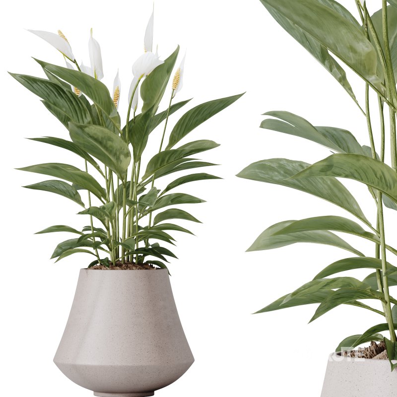 AV Indoor Plant Set 215 Mission Olive Spathiphyllum Lily Domino Alocasia Jardin Brisbanensis Image 4