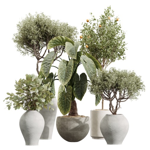 AV Indoor Plants Set 228 Mission Olive and Branche Decorative and Alocasia Elephant and Fruit Orange Tree