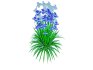 Iris siberica – Blue Siberian Iris - Thumbnail 5