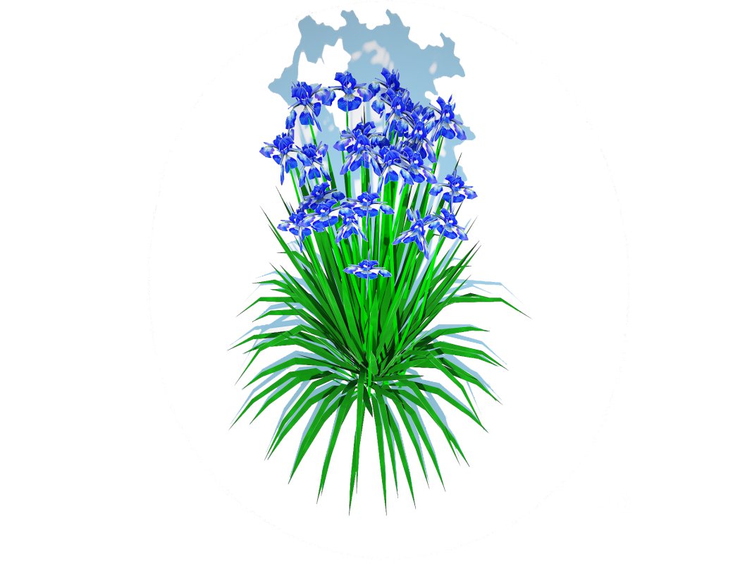 Iris siberica – Blue Siberian Iris Image 5