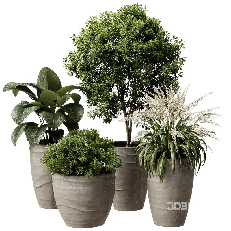 Outdoor Plant 42 Image 1