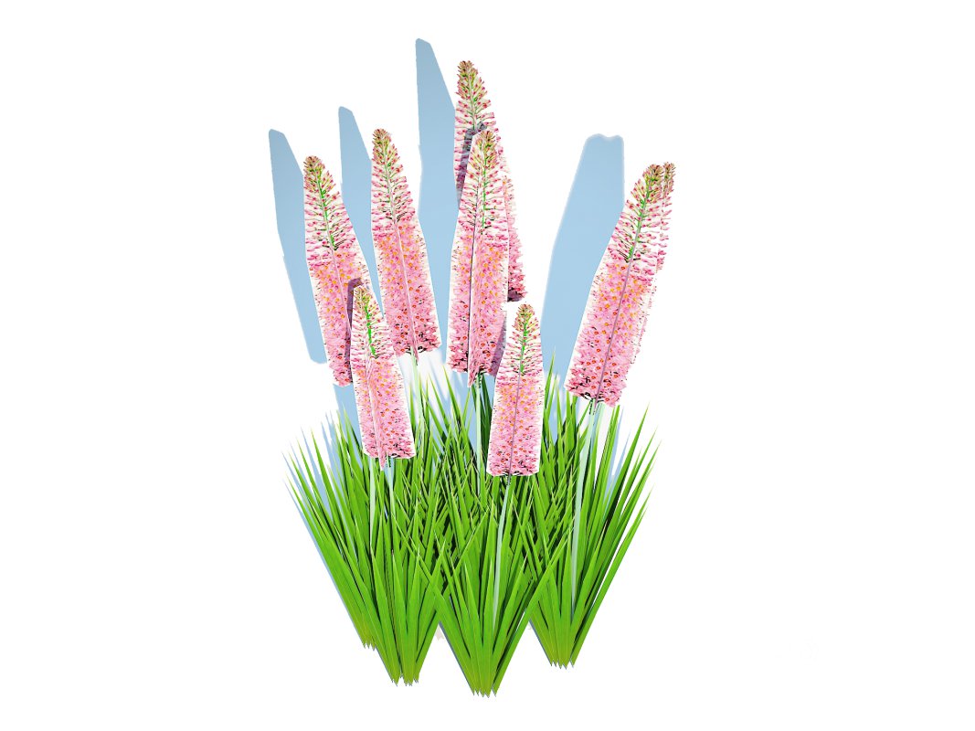 Eremurus – Foxtail Lily_Pink Image 4