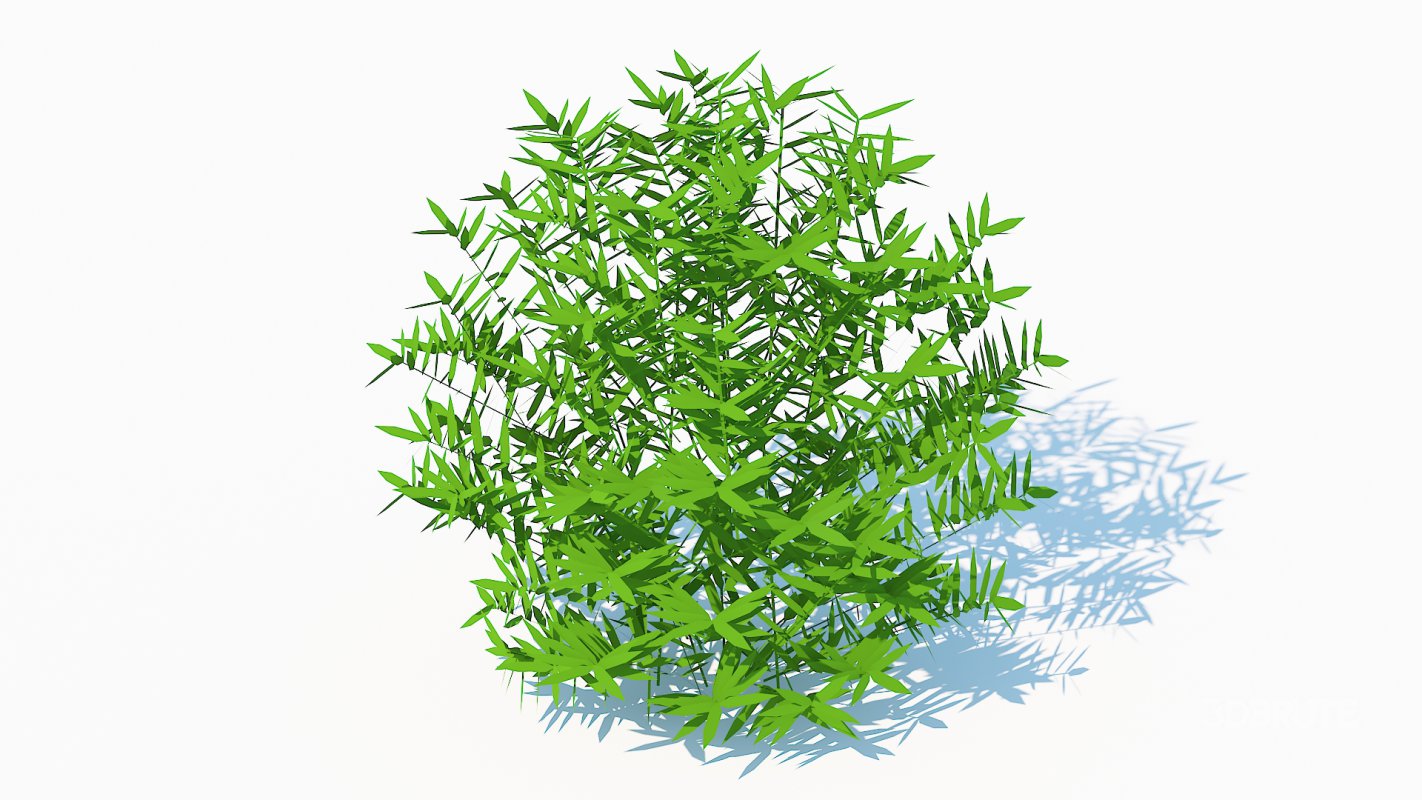 Taxus Media-Round Image 5