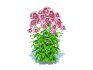 Eupatorium purpureum – Joe Pye Weed - Thumbnail 2
