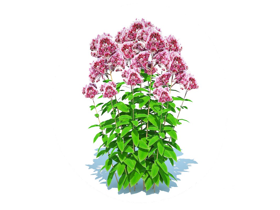 Eupatorium purpureum – Joe Pye Weed Image 2