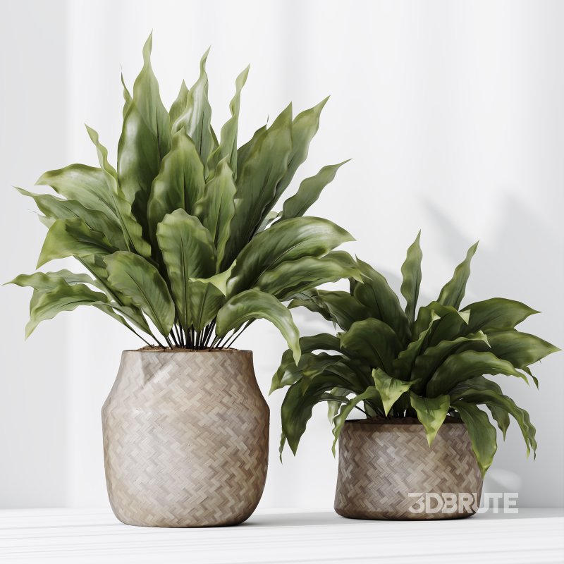 AV Indoor plants set 210 Mission Olive and Ficus Cyathistipula and Lily Domino and Lutescens Areca Palm Image 6