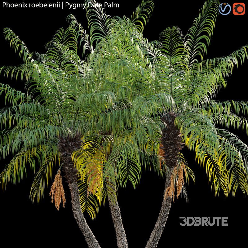 Phoenix roebelenii – Pygmy Date Palm – 01 Image 2