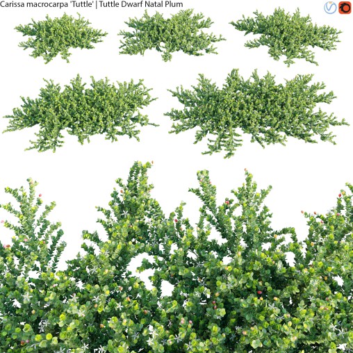 Carissa macrocarpa – Tuttle Dwarf Natal Plum – 01