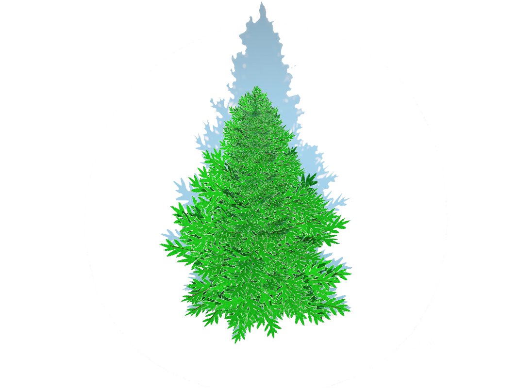 Abies fraseri- Fraser Fir -Medium Image 5