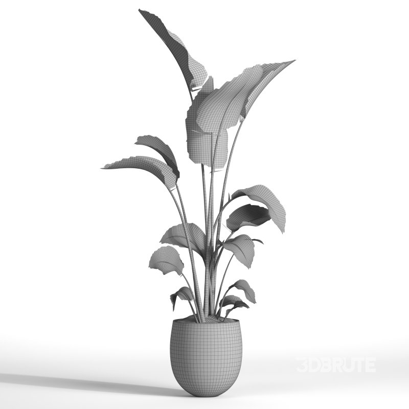 indoor plant 08 Image 4