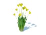 Tulipa – tulips Yellow - Thumbnail 5