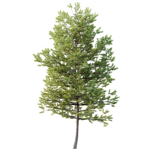 AV Plants Mountain Pine Needles Mugo Pinus Swiss