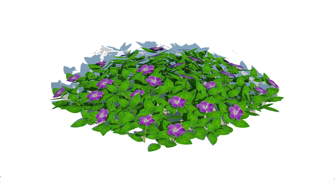 Vinca – Periwinkle Groundcover Image 5
