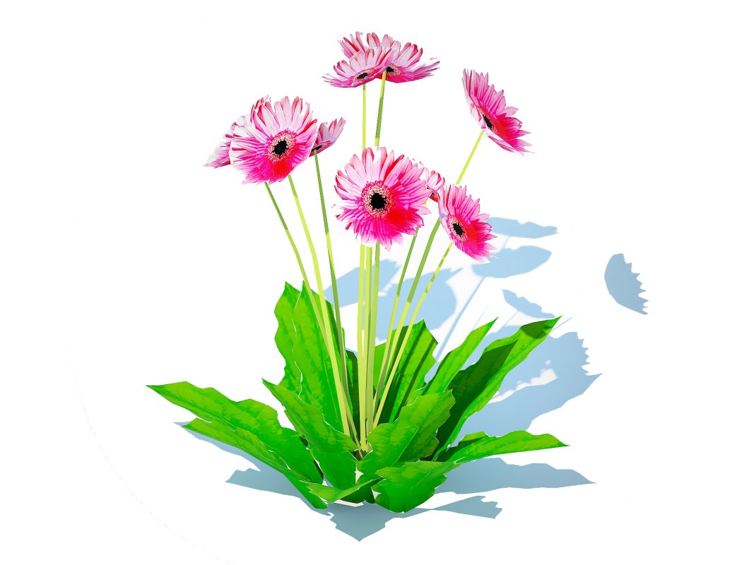 Gerbera – Gerbera Daisy_Pink_Flower Image 5