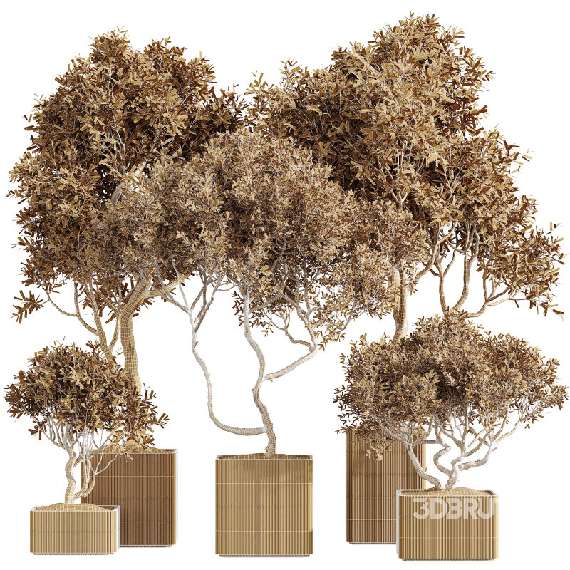 AV Indoor Plants Set 227 Mission Kalamata Leccino Arbequina Wilsonii Chemlali Olive Image 6