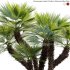 Chamaerops humilis – Moroccan Blue Palm – 01 - Thumbnail 2