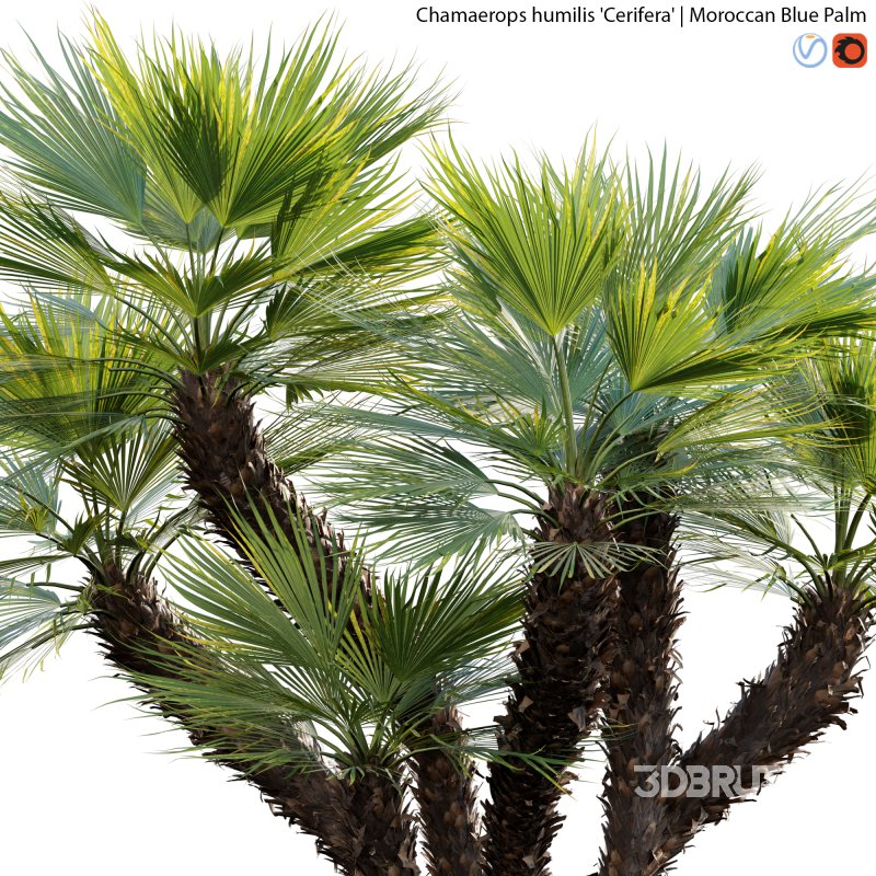 Chamaerops humilis – Moroccan Blue Palm – 01 Image 2