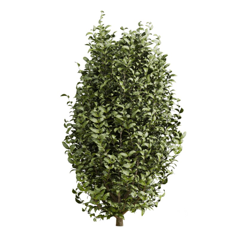 bush plants set Image 4