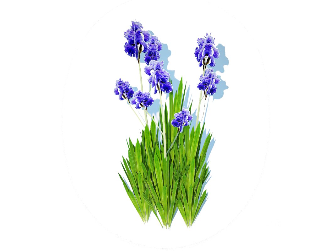 Iris germanica – Blue Bearded Iris Image 4