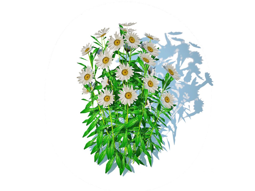 Leucanthemum – shasta daisy Image 3