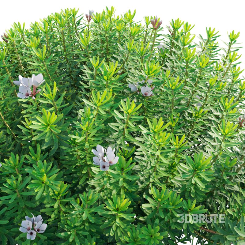 Daphne x transatlantica Blafra – Eternal Fragrance 01 Image 5