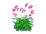 Dicentra Luxuriant – Bleeding Heart - Thumbnail 1