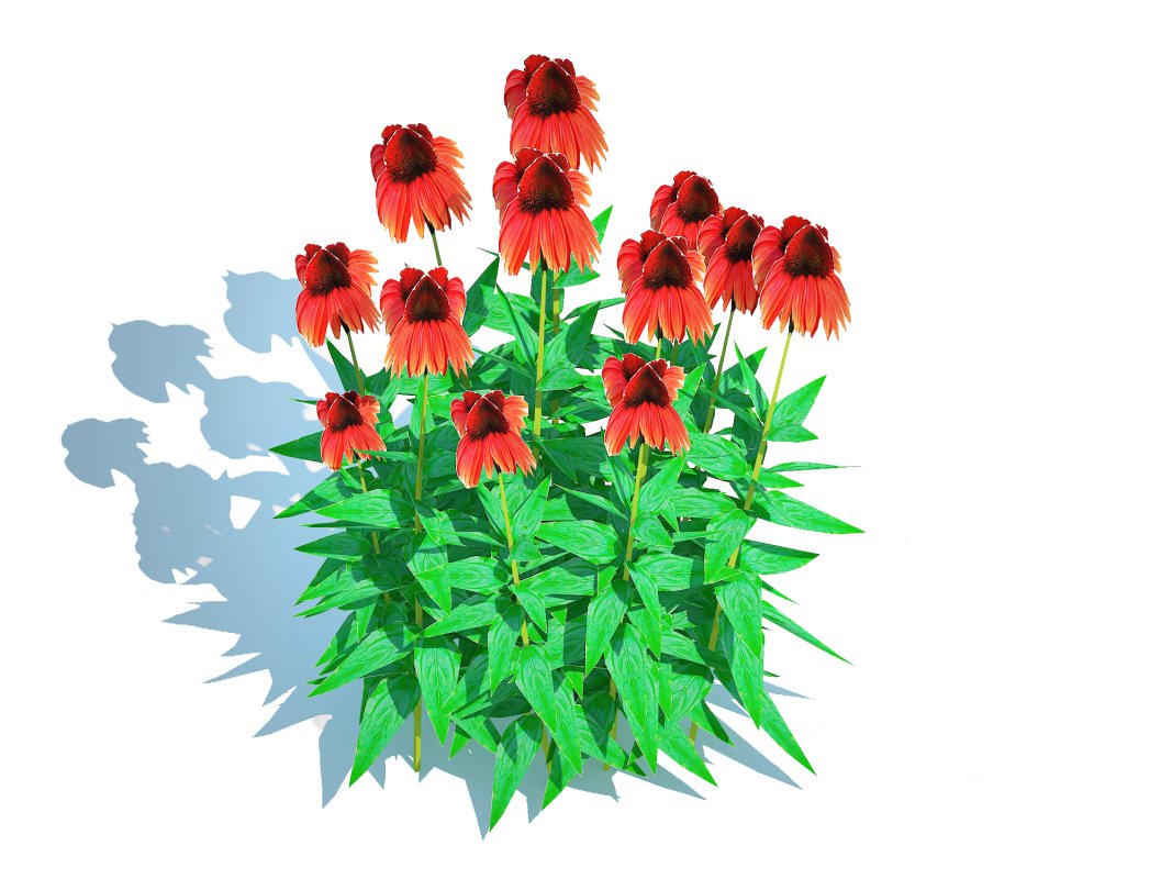 Echinacea Big Sky Sundown – Coneflower Image 3