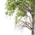 Betula Pendula Tree 10 - Thumbnail 4