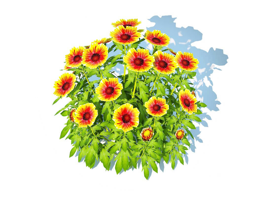 Gaillardia – Blanket Flower Image 3
