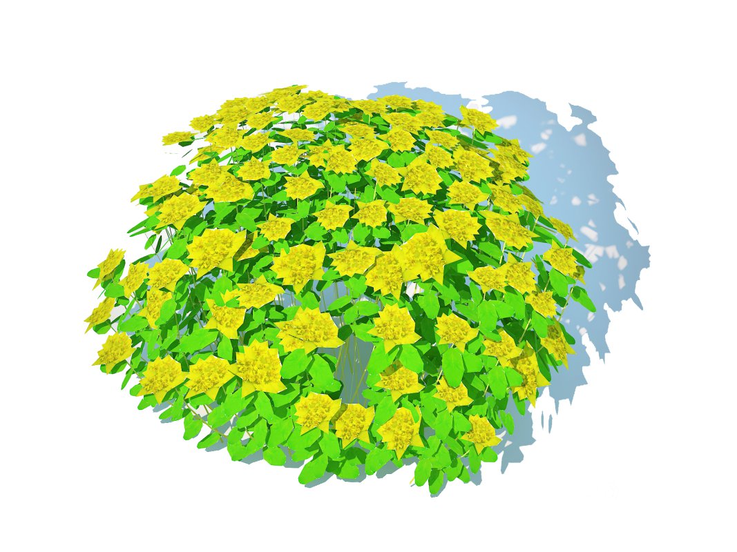 Euphorbia polychroma – Cushion Spurge Image 4