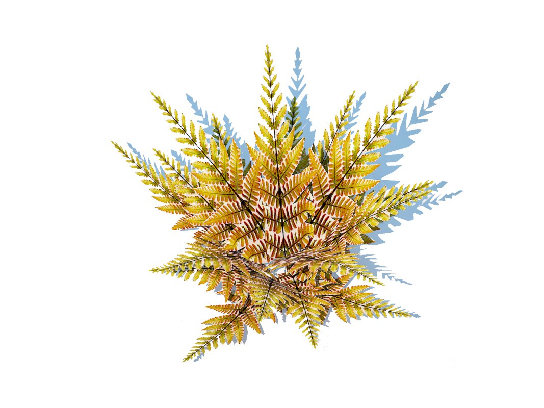 Dryopteris erythrosora – Autumn fern Image 3