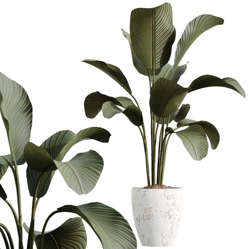 AV Calathea Lutea Cuban Cigar Potted Plants Image 2