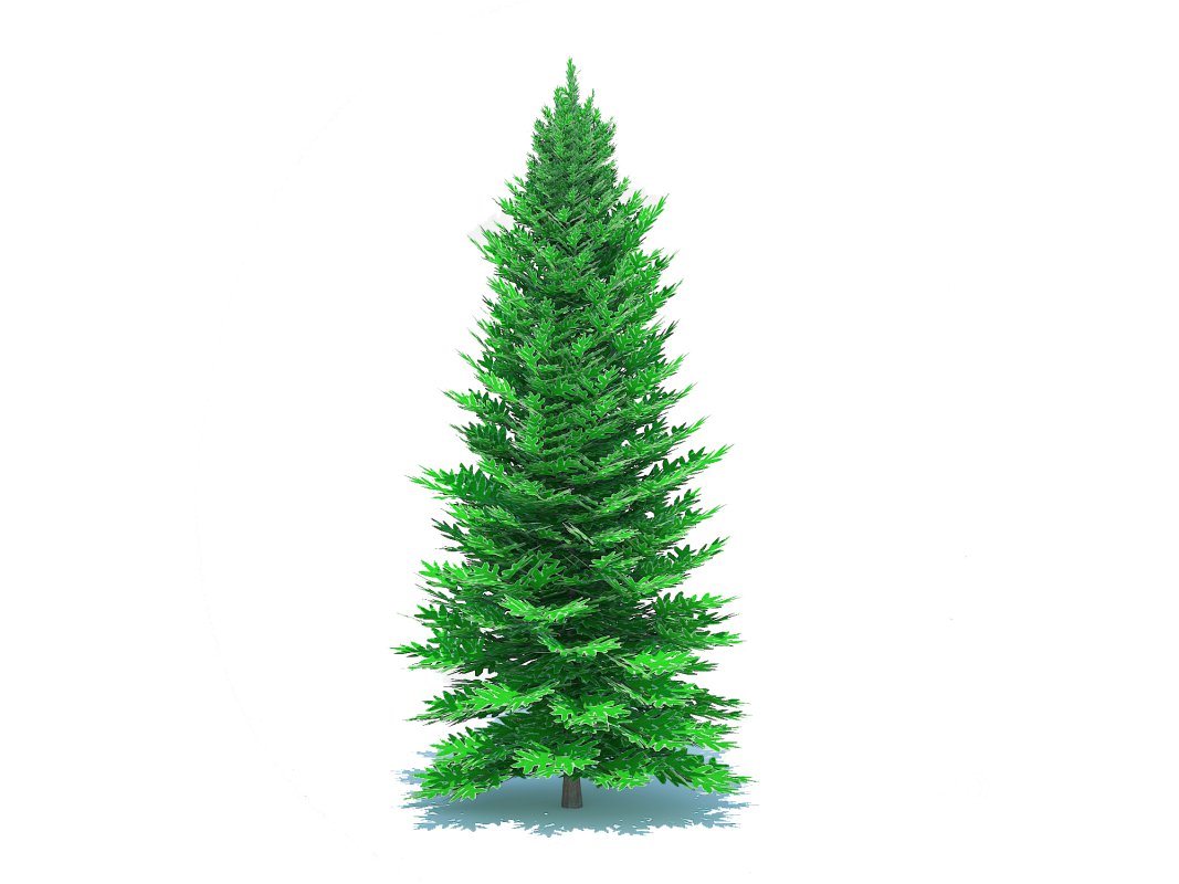 Abies fraseri- Fraser Fir -Large Image 5